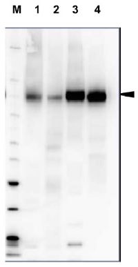 H+ATPase | Plasma membrane H+ATPase (rabbit antibody) in the group Antibodies Plant/Algal  / Arabidopsis thaliana  at Agrisera AB (Antibodies for research) (AS07 260)